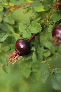 Ros, pimpinellros, nypon