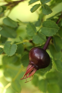 Ros, pimpinellros, nypon