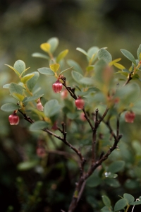 Odon, Vaccinium uliginosum