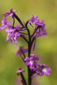 Ögonnycklar, Orchis quadripunctata