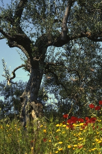 Olivträd, Olea europaea