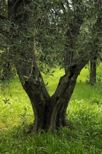 Olivträd, Olea europaea