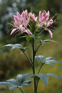 Paradisblomster, Cleome spinosa