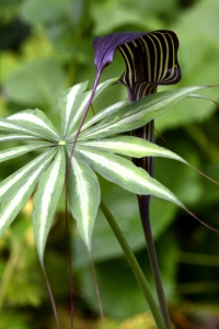 Parasollkobrakalla, Arisaema consanguineum, kobrakalla