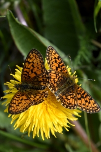 Pärlemorfjärilar, Heliconlinae, pärlemorfjäril