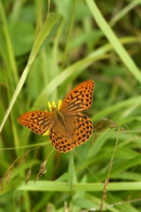 Pärlemorfjärilar, Heliconlinae, pärlemorfjäril