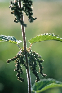 Brännässla, Urtica dioica
