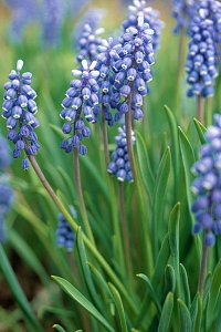Pärlhyacint, Muscari  botryoides