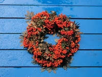 rönn, Sorbus aucuparia