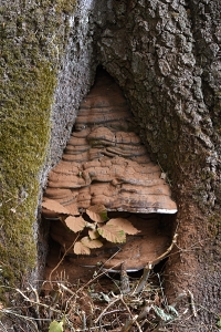 Platticka, Ganoderma applanatum