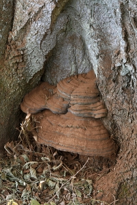 Platticka, Ganoderma applanatum