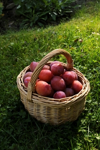 Plommon, Prunus domestica