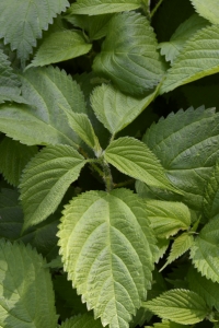 Rami, Boehmeria nivea, kinagräs