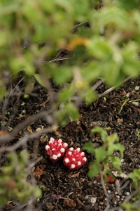 Cistrossnyltare, Cytinus hypocistis, Cytinus ruber