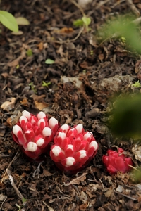 Cistrossnyltare, Cytinus hypocistis, Cytinus ruber