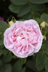 Ros 'Celeste' 'Celestial'