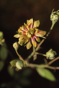 Ros, 'Viridiflora', Rosa chinensis