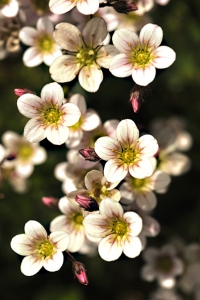 Rosenbräcka, Saxifraga arendsii