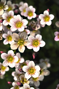 Rosenbräcka, Saxifraga arendsii