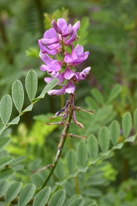 Rosenindigo, Indigofera heterantha