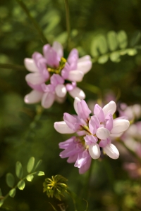 Rosenkronill, Securigera varia, Kronill