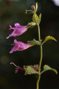 Rosenmynta, Calamintha grandiflora, Satureja grandiflora, Clinopodium grandiflora