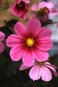 Rosenskära, Cosmos bipinnatus