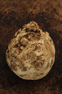 Rotselleri, Apium graveolens