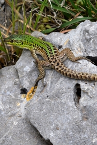 Ruinödla, Podarcis cicula