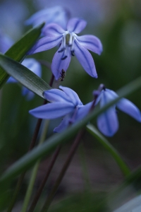Rysk blåstjärna, Scilla siberica, Othocallis siberica