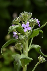 Rysshesperis, Hesperis pycnoticha
