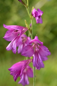 Rysk sabellilja, Gladiolus imbricatus