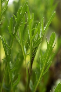 Sandsenap, Diplotaxis tennifolia, ruccula, ruccola