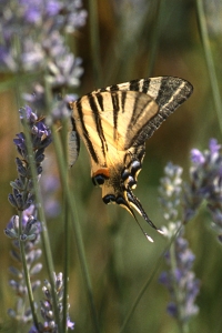 Segelfjäril, Iphiclides podalirius