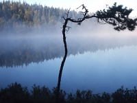 Skogssjö, morgondimma, gryning, gryningsljus