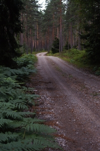 Skogsväg, barrskog