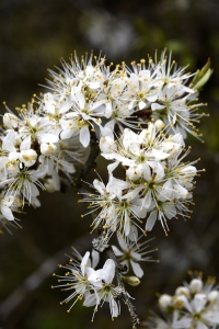 Slån, Prunus spinosa, slånbär