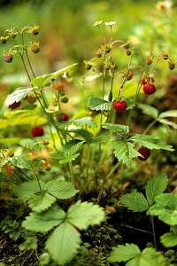 Smultron, Fragaria vesca