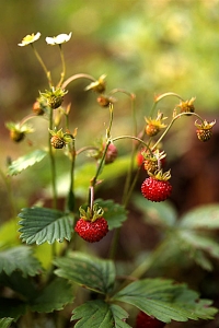 Smultron, Fragaria vesca