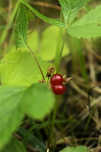Stenbär, Rubus saxatilis