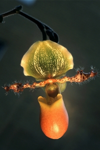 Venussko  'Pinoccio', Paphiopedilum