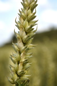 Vete, Triticum aestivum