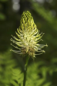 Vitrapunkel, Phyteuma spicatum