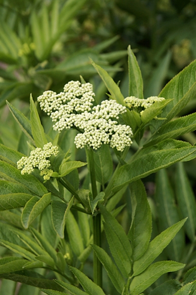 Sommarfläder,  Sambucus ebulus