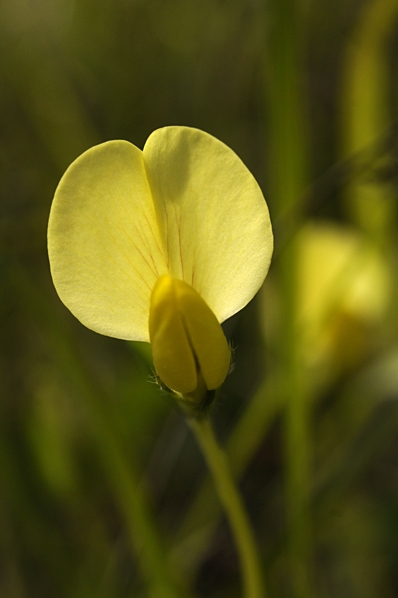 Klöverärt, Lotus maritimus, Tetragonolobus maritimus