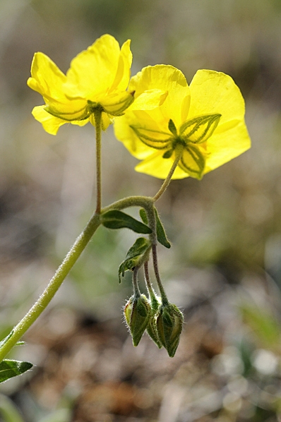 Ljus solvända, Helianthemum nummularium ssp. nummularium