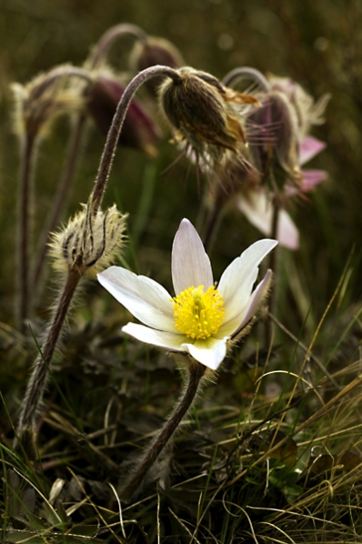 Mosippa, Pulsatilla vernalis