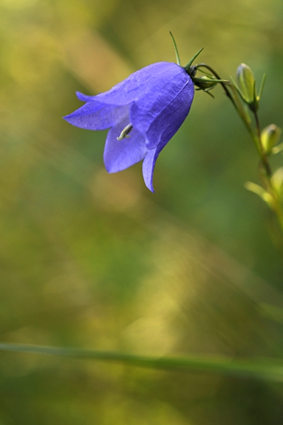 Liten blåklocka, Campanula rotundifolia