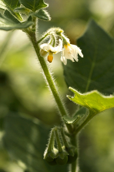 Gul nattskatta, Solanum villosum
