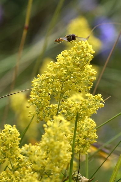 Gulmåra, Galium verum